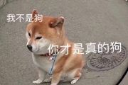 狗狗很火却又很难养？被吹上天的5种狗，实则烧钱又难养！