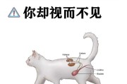 解析猫得肠胃炎的原因及治疗方法（猫得肠胃炎的危害及如何预防）