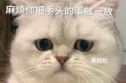 猫咪半夜叫是什么意思？揭开猫咪半夜叫声的秘密（探寻猫咪夜晚叫声背后的原因与含义）