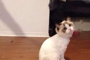 猫咪剃毛的禁忌（宠物猫咪不适合剃毛的情况及原因）
