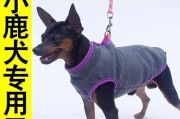 迷你杜宾犬美容秘籍（打造漂亮的小短毛犬）