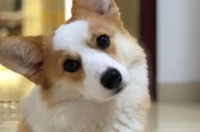 世界上五种最大的犬类（探索这些宏伟的巨犬世界）