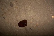 狗为什么吃完不拉屎？（探寻狗吃食后不排便的原因）