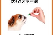 养狗小白必读（关爱新生活成员，从这些方面开始！）