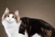 猫咪为什么有些品种价格高昂？（探讨品种猫价格昂贵的原因及其关键因素）