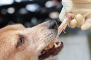 给宠物狗狗喂熟食（为您的狗狗的健康负责）