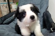 边境牧羊犬幼犬的喂养要点（打造健康可爱的宠物犬，为您的生活增添色彩）