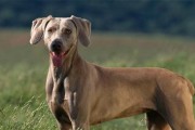 以寻血猎犬为宠物的饲养方法（了解猎犬的性格与需求，让宠物健康快乐）