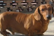 家里养宠物，腊肠犬最适合！（了解腊肠犬的性格和习性，让你成为满分铲屎官）