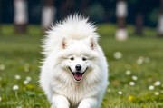 揭秘萨摩耶吐的原因——一窥这个可爱犬种背后的秘密（萨摩耶为何会频繁呕吐？解密其背后的关键因素）