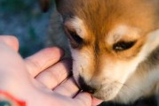 狗狗为何喜欢舔脏的手纸？（探究狗狗舔脏手纸的原因及解决方法）