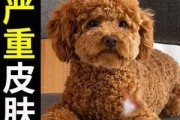 治疗腊肠犬螨虫病的实用技巧（以宠物为主，用心护理）