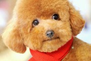 贵宾犬脱毛的原因（探究贵宾犬脱毛的原因和如何避免）