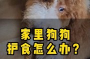 四招教你纠正狗狗护食行为（宠物养成，从纠正饮食习惯开始）