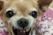 家庭喂养吉娃娃的全面指南（从健康饮食到行为训练，打造快乐宠物生活）