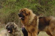 高加索犬的优良性格培养（以宠物为主，打造忠诚、温顺的好伙伴）