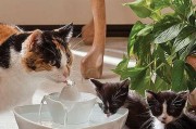 宠物猫喝水量多是否正常？（探究猫咪饮水的习性与健康指标，了解宠物猫饮水的正确方式）