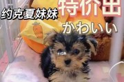 如何判断约克夏犬的品相？（以宠物为主，让你的约克夏犬更具观赏价值！）