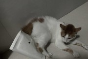 揭秘猫咪喜欢粘人的原因（一探究竟，为何猫咪总是黏人？）