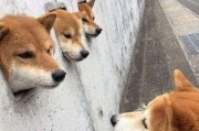 忠诚的陪伴（狗狗的无私守望与依恋，主人是它们的整个世界）