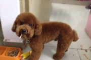 五个月肩高27的泰迪犬成长日记（探寻小犬成长的秘密，充满爱和陪伴的五个月）
