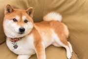揭秘北京柴犬价格之谜（探索北京柴犬价格高涨的原因与背后的秘密）