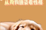 探索狗狗睡眠奥秘（揭开狗狗50天的睡眠时间谜团）