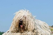 秋天沙皮犬的护理指南（健康秋天，从爱犬的护理开始）