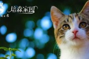 《我梦寐以求的宠物——龙猫》（从小养龙猫，做个温顺宠物主人）