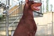 如何防止迷你杜宾犬掉毛？（宠物防掉毛，让你的迷你杜宾犬永葆美丽亮丽）