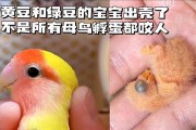 了解哪些鹦鹉最会咬人（探索咬人鹦鹉的种类和原因）