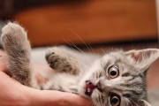 洗澡会对猫咪造成应激吗？（揭开猫咪洗澡的真相及如何减轻应激）