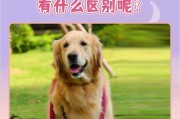 狗绝育康复需要多长时间？（了解狗绝育手术后的康复周期及注意事项）