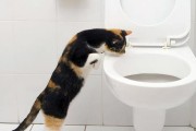 为什么狗不会像猫一样上厕所？（探索狗与猫的生理差异和训练技巧）