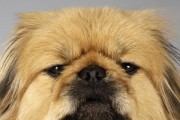 如何保护你的松狮犬狗狗的牙齿（从饮食到日常护理，让你的宠物牙齿更健康）