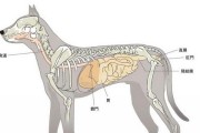 宠物主人必须知道的狗狗突发性疾病——胃扭转（预防、识别和应对胃扭转疾病，让你的宠物健康幸福）