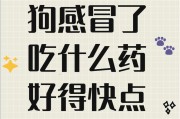 狗狗感冒发炎的治疗药物指南（了解如何选择适合狗狗的药物及用法）