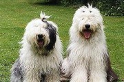 养护你的古代英国牧羊犬（关于饲养方法、训练以及照顾的一些经验）