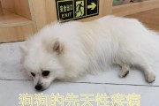 小狗崽在外面心跳停止的原因（为什么小狗崽在外面会停止心跳？）