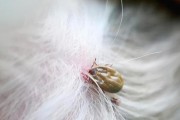 主题：如何判断宠物狗狗是否有寄生虫