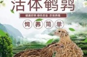 孔雀鸽的饲养方法（打造健康快乐的孔雀鸽生活）