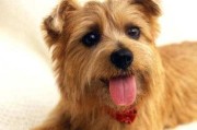 卷毛巡回猎犬项圈的优缺点（以宠物为主，让爱犬安全舒适的穿戴）