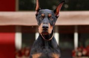 探秘迷你杜宾犬的性格特性（了解这个小型犬种的性格、习性和饲养技巧）