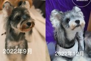 雪纳瑞胡子的颜色变化及返色周期（胡子变色周期与调理方法详解）