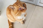 猫眼中的不对称之美（一大一小，探寻猫眼独特之谜）
