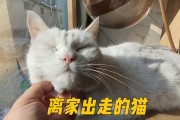 如何正确洗一只魏玛犬？（掌握洗澡频率、注意事项，让爱犬健康美丽）