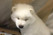 萨摩耶咳嗽的药物治疗方法（解决宠物持续咳嗽的好办法，）
