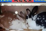 如何饲养虎皮黄兔？（了解虎皮黄兔，做好饲养准备）