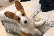 从小可爱到大成犬，如何顺利帮助你的柯基犬成长（柯基犬成长阶段中的问题和解决方案）