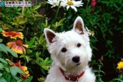 犬类成长常识——让宠物健康成长（从幼年到成犬，掌握这些知识，让你的爱犬更加健康、快乐、美丽）